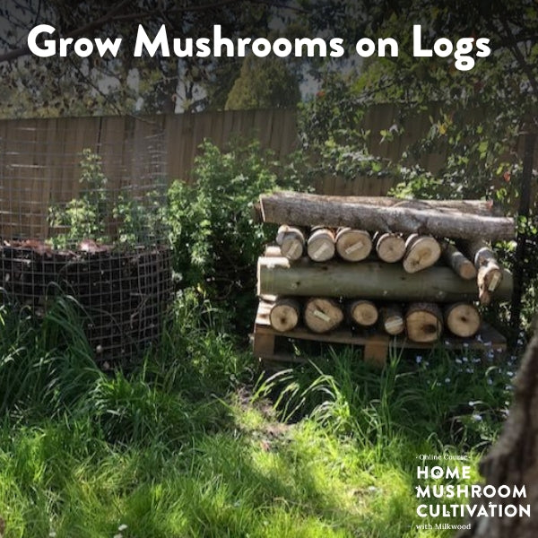 Grow Mushrooms on Logs - short course - online