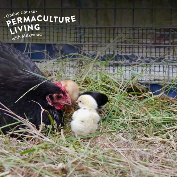 Permaculture Living - online course