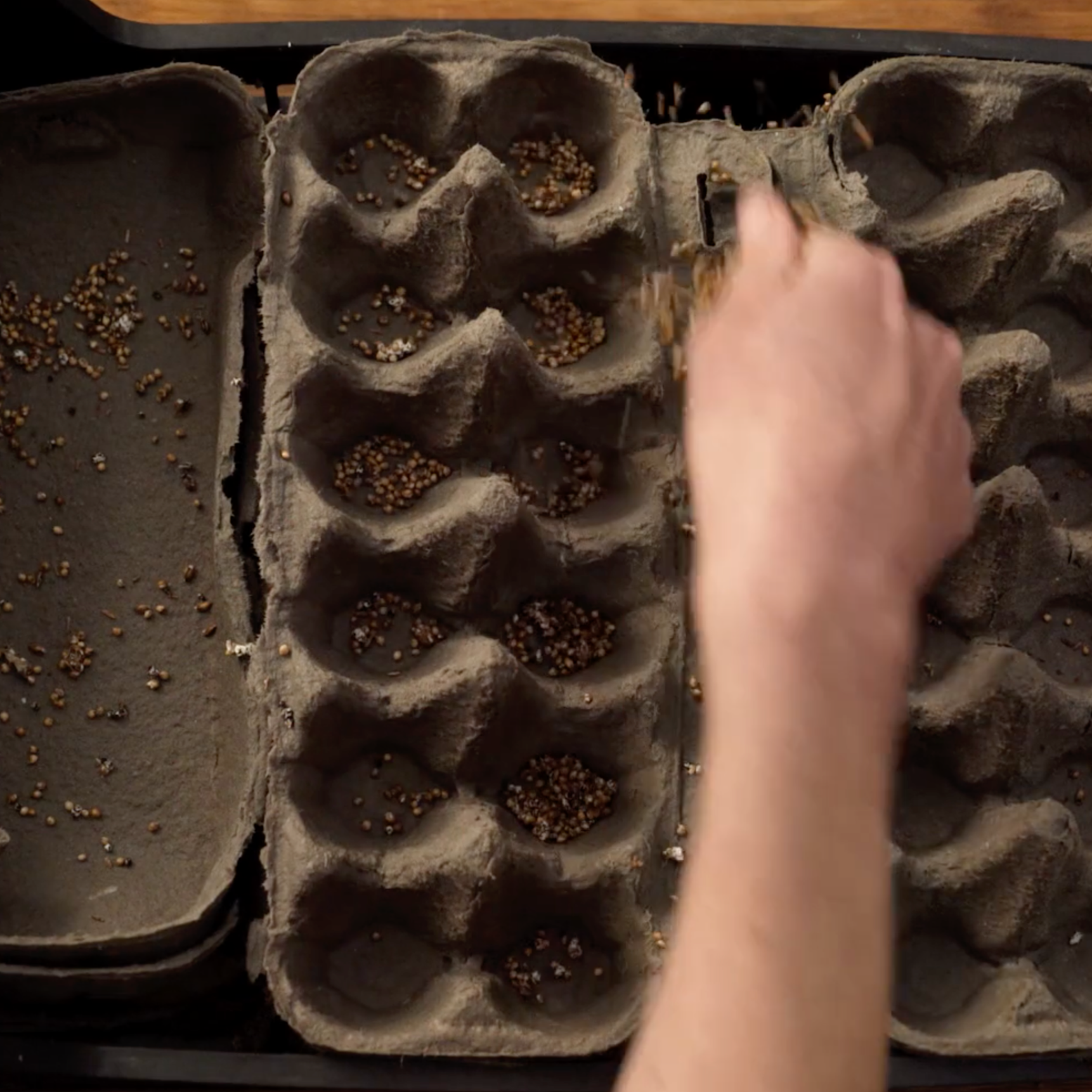A hand sprinkling mushroom grain spawn over damp cardboard from egg cartons.
