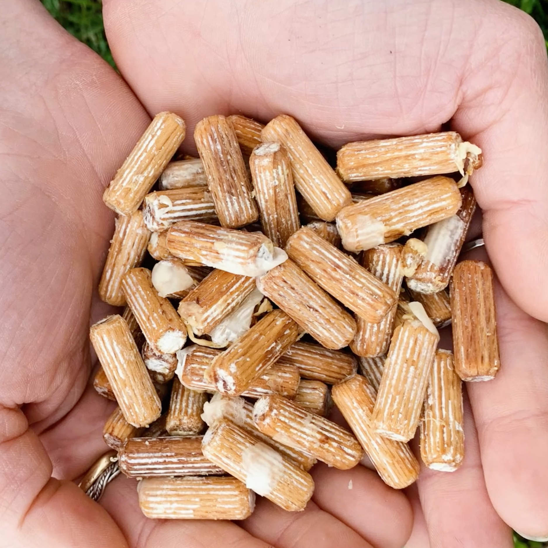 A pair of hands cradling loose mushroom dowel spawn for home Shiitake cultivation on logs.