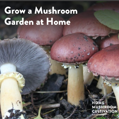 Grow a Mushroom Garden at Home - short course - online