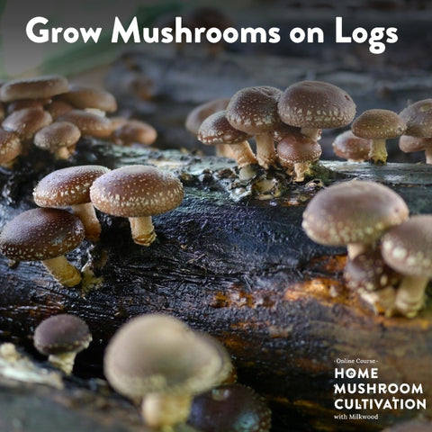 Grow Mushrooms on Logs - short course - online