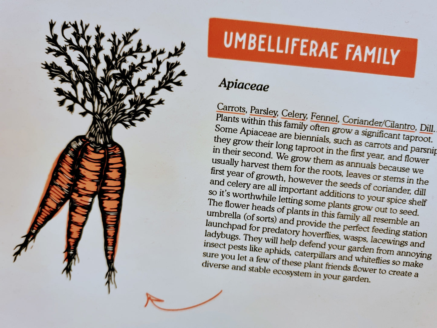 Vegetable Plant Families - Poster