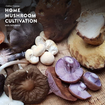 Home Mushroom Cultivation - online course