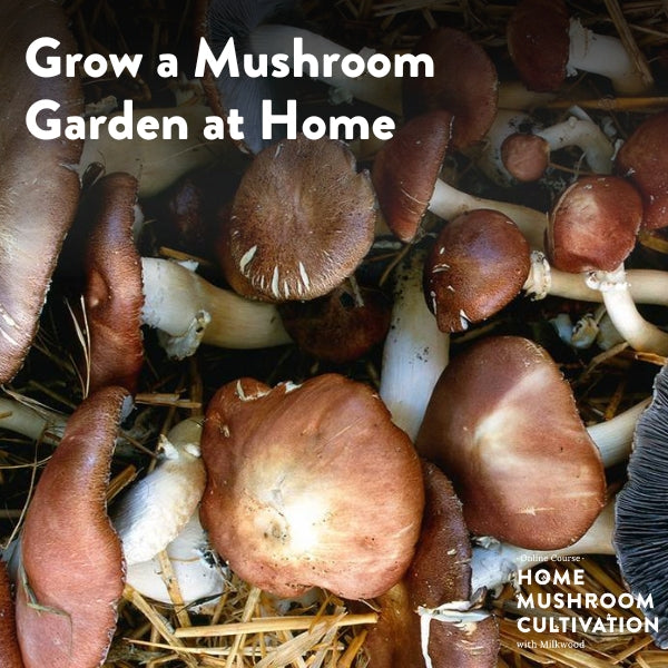 Grow a Mushroom Garden at Home - short course - online