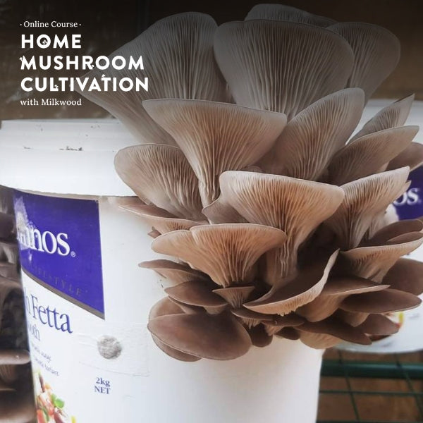 Home Mushroom Cultivation - online course