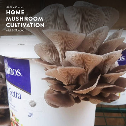 Home Mushroom Cultivation - online course