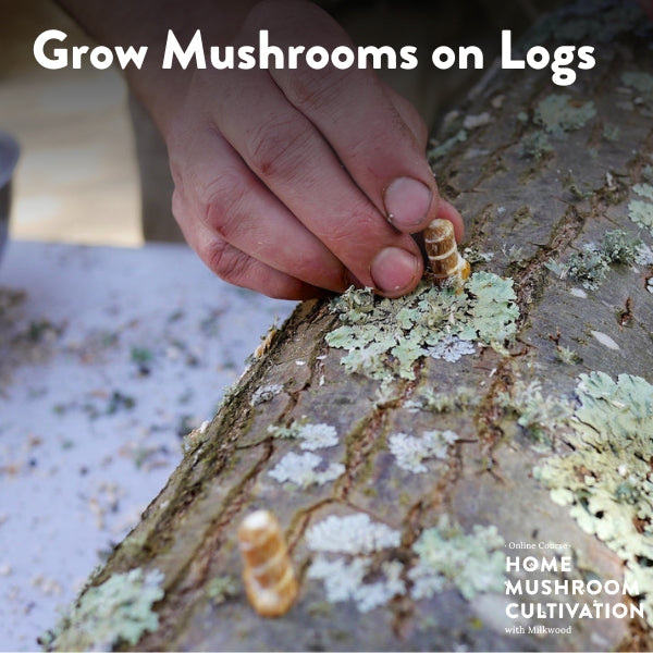 Grow Mushrooms on Logs - short course - online