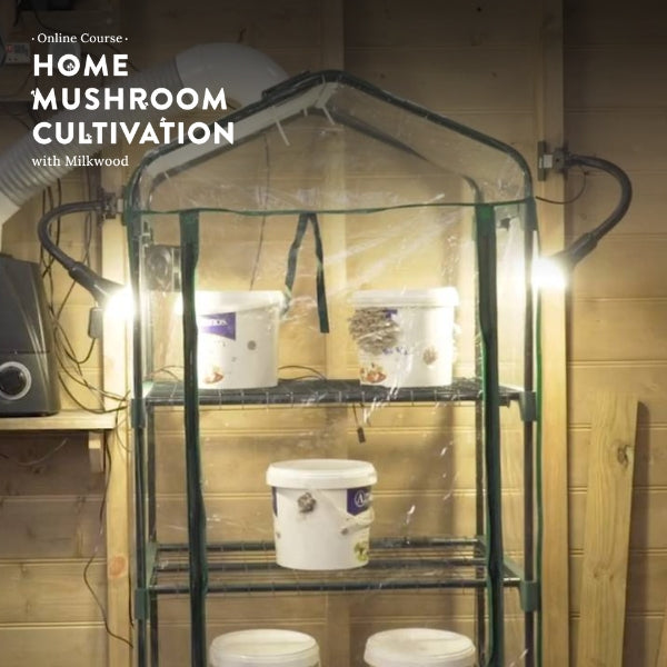 Home Mushroom Cultivation - online course