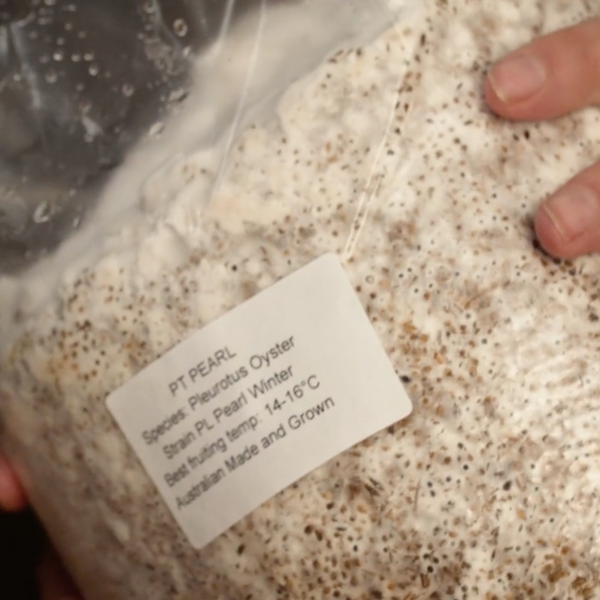 Hands holding a plastic mushroom bag containing grain spawn.