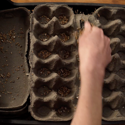 A hand sprinkling mushroom grain spawn over damp cardboard from egg cartons. 