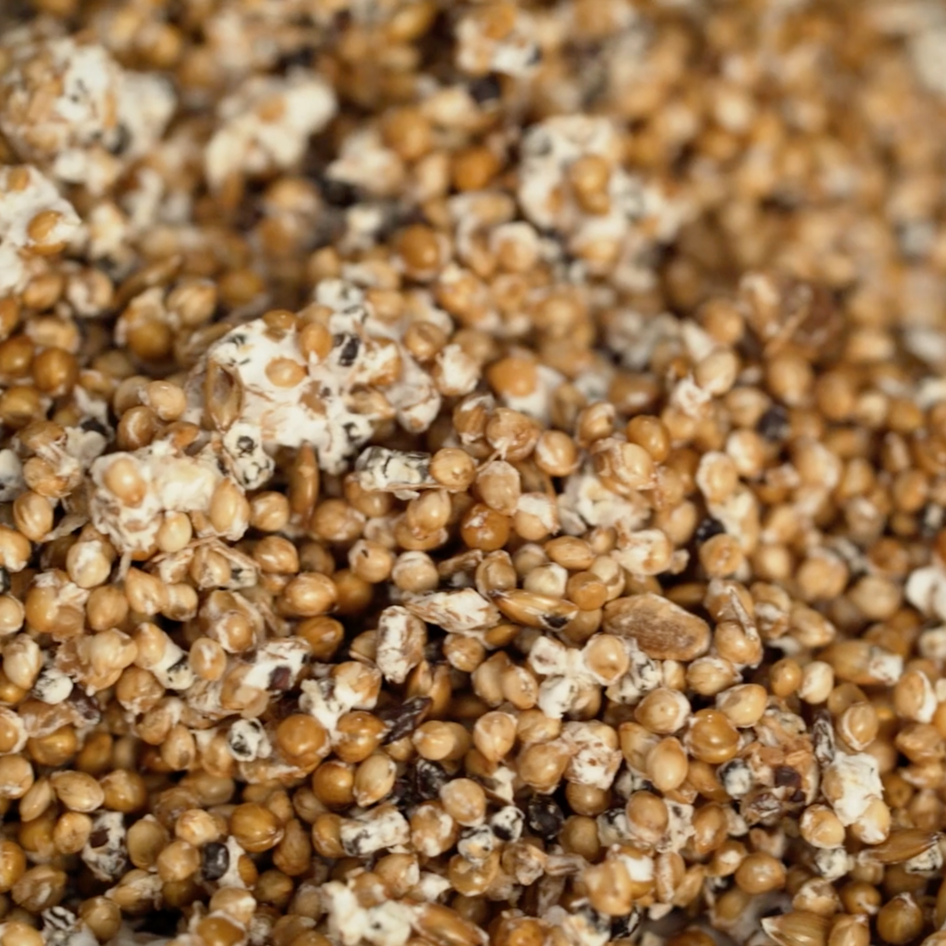 Close up of loose mushroom grain spawn showing millet and oats and mycelium.