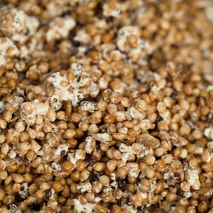 Close up of loose mushroom grain spawn showing millet and oats and mycelium.