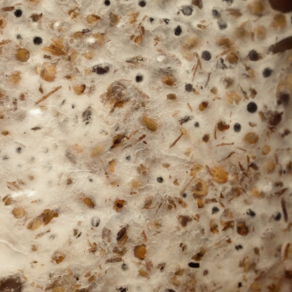 A close-up view of mycelium growin through and around grains is grain spawn.